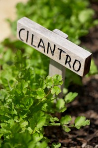 Growing Cilantro, Casa Blanca Mexican Restaurant, Massachusetts
